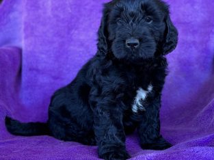 Groodle – Hervey Bay