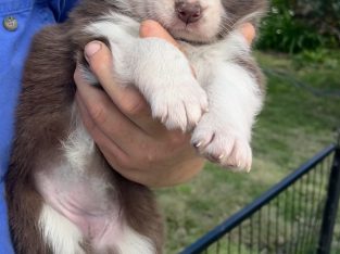 Border Collie – Martha Valkenburg