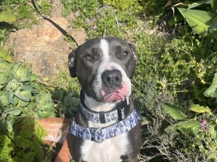 Staffordshire Bull Terrier – Batehaven