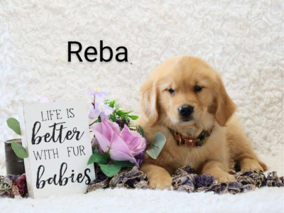 Golden Retriever – Dubbo