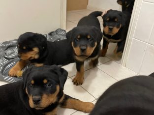 Rottweiler – Upper Coomeraa
