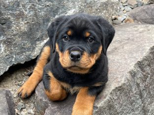 Rottweiler – Upper Coomera