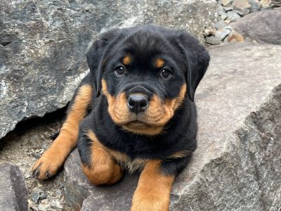 Rottweiler – Upper Coomera