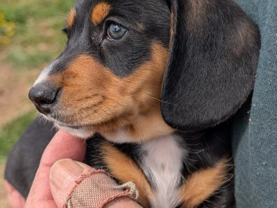 Dachshund – Armidale