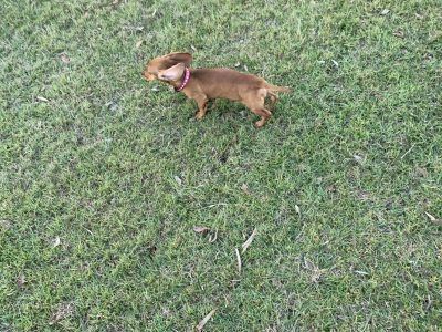 Dachshund – Forest Lake