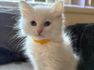 Ragdoll – Strathfield