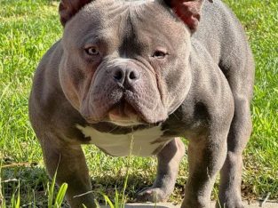 Dogs – Pascoe Vale South