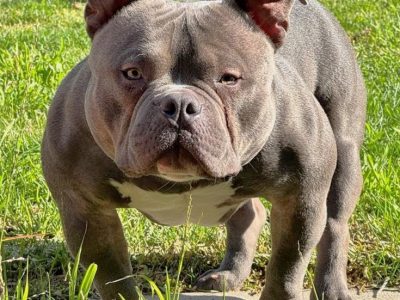 Dogs – Pascoe Vale South