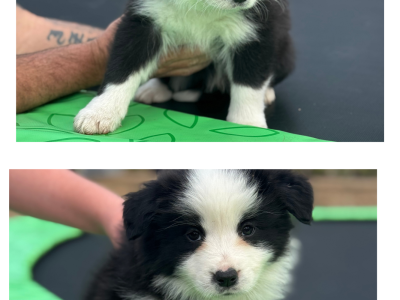 Border Collie – Jimboomba