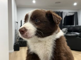 Border Collie – Cliftleigh
