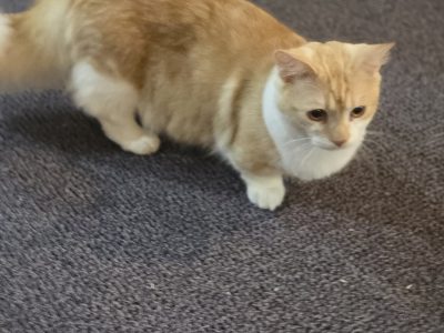 Munchkin – Failford