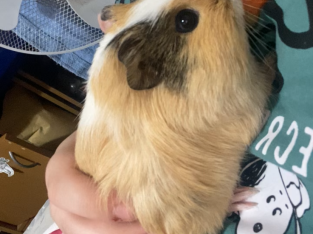 Guinea Pig – Terrigal