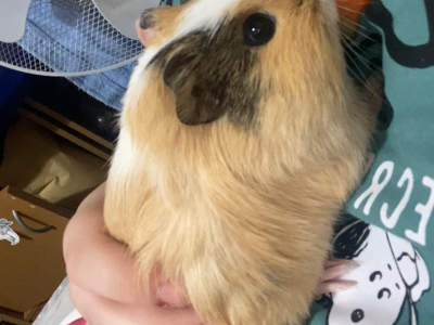 Guinea Pig – Terrigal