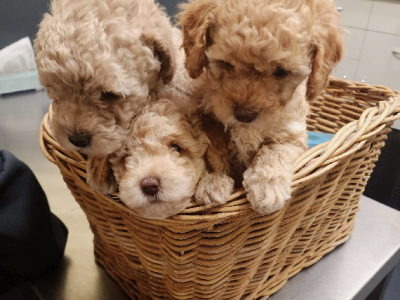 Poodle Mini – Whyalla