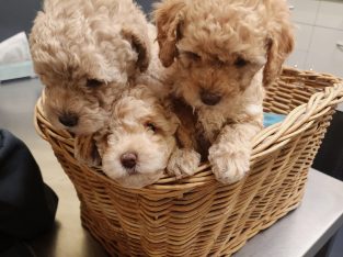 Poodle Mini – Whyalla