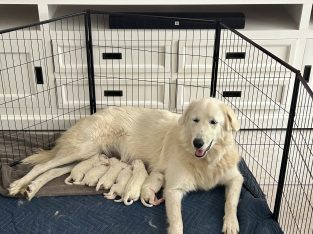 Maremma Sheepdog – Cairns