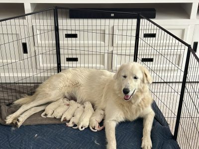Maremma Sheepdog – Cairns