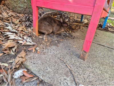 Rabbit – Saint Kilda East