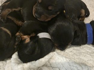 Dachshund – Beauty Point