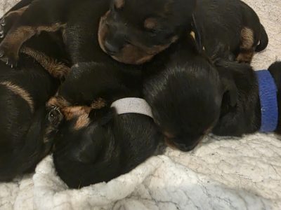 Dachshund – Beauty Point