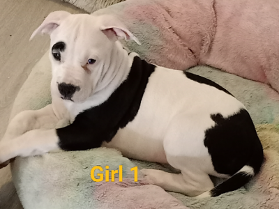 American Staffordshire Bull Terrier – Guildford