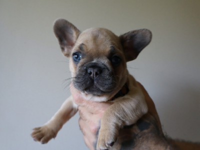 French Bulldog – Yamba
