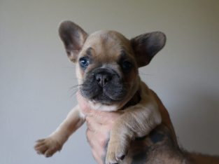 French Bulldog – Yamba