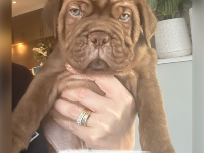 Dogue De Bordeaux – Butler