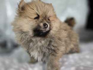 Pomeranian – Turrella