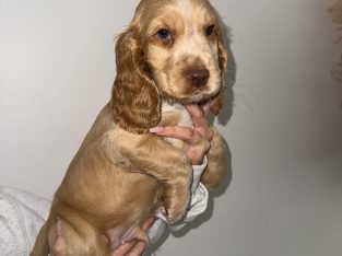 Cocker Spaniel – Ipswich