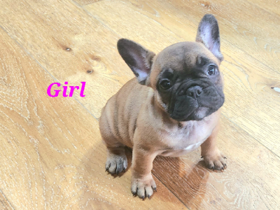 French Bulldog – Pennant Hills