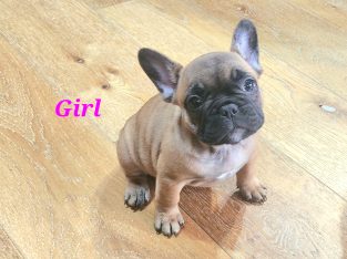 French Bulldog – Pennant Hills