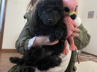 Toy Poodle – Albion Park Rail