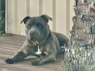 Staffordshire Bull Terrier – Park Ridge