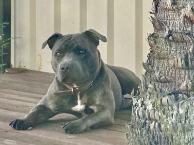 Staffordshire Bull Terrier – Park Ridge