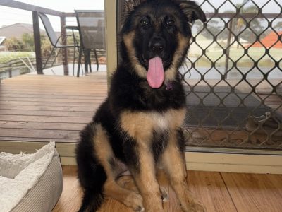 German Shepherd – Western Australia