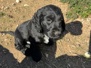 Cocker Spaniel – O’Connell
