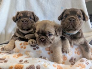 French Bulldog – Halls Head