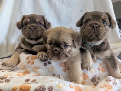 French Bulldog – Halls Head