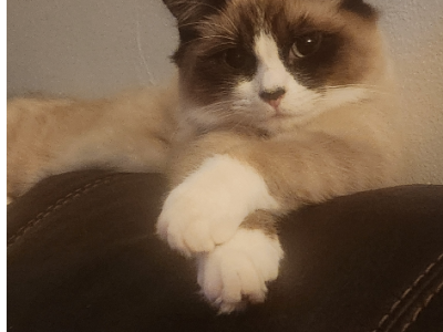 Ragdoll – Liverpool