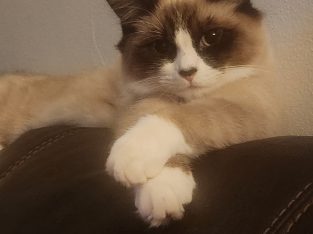 Ragdoll – Liverpool