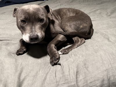 Staffordshire Bull Terrier – South Geelong