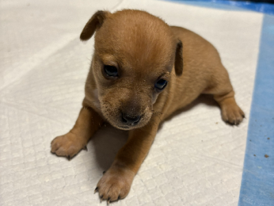 Mini Foxy – Raymond Terrace