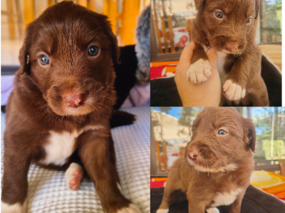 Other Dogs – Leeming