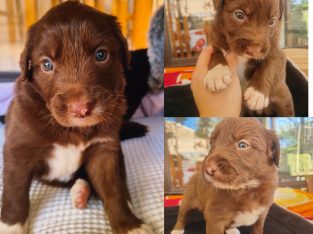 Other Dogs – Leeming