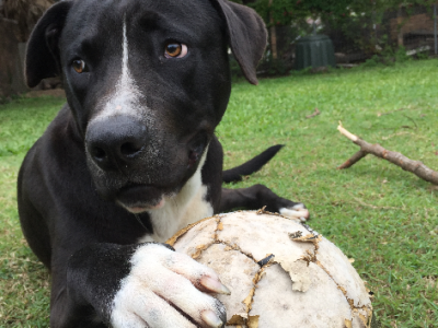 Staffordshire Bull Terrier – Schofields