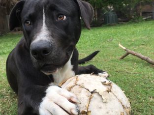 Staffordshire Bull Terrier – Schofields