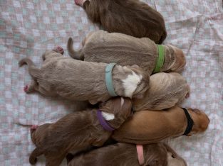 American Bulldog – Curra