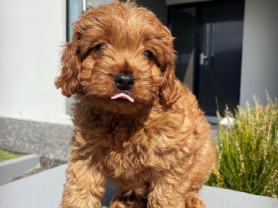 Cavoodle – Londonderry