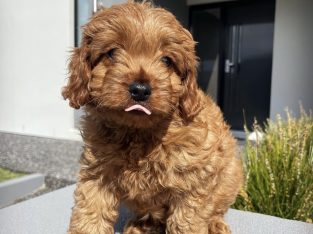 Cavoodle – Londonderry